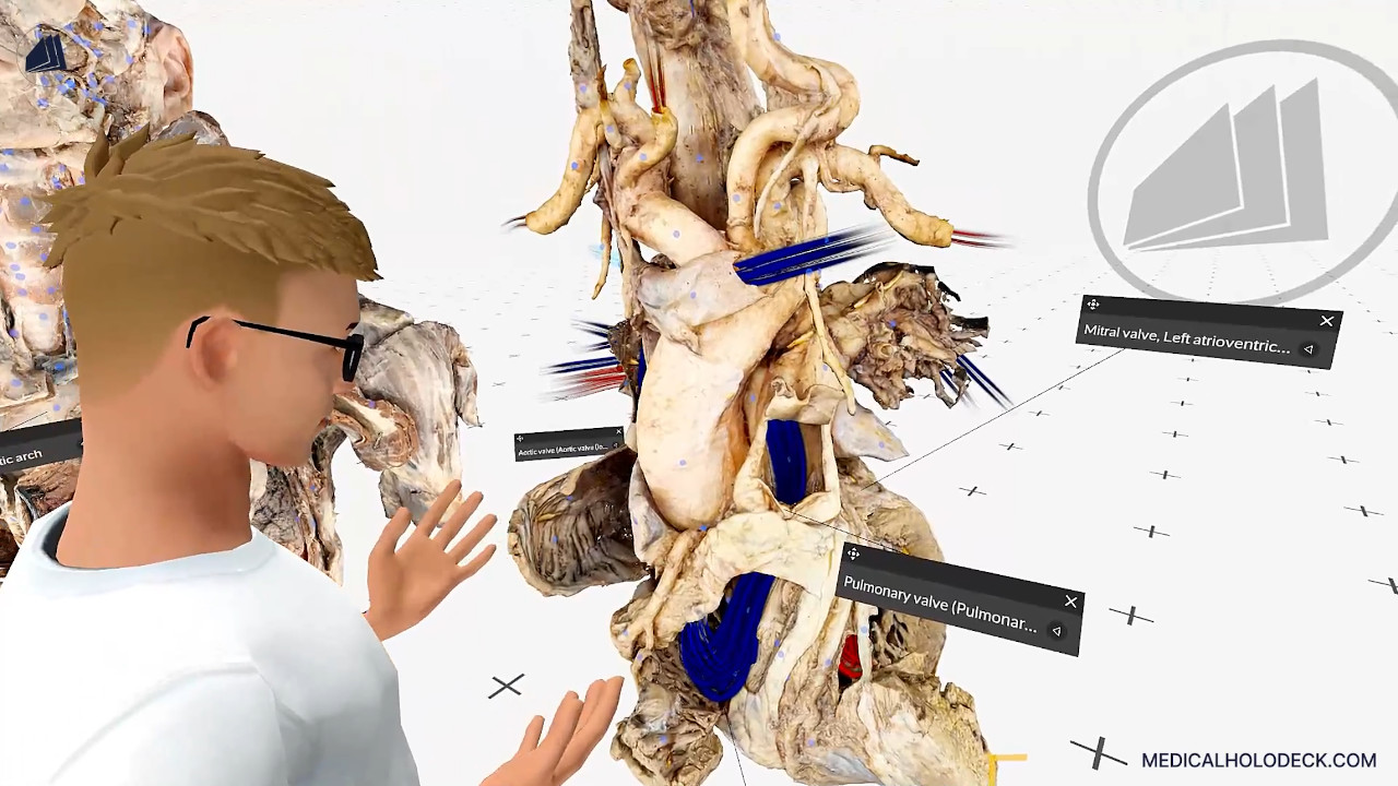 The heart valves thumbnail 5